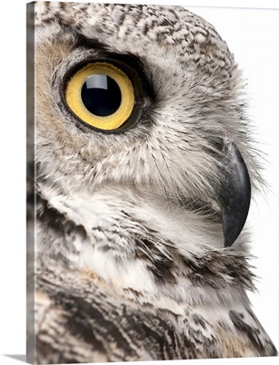 Great Horned Owl - Bubo Virginianus Subarcticus