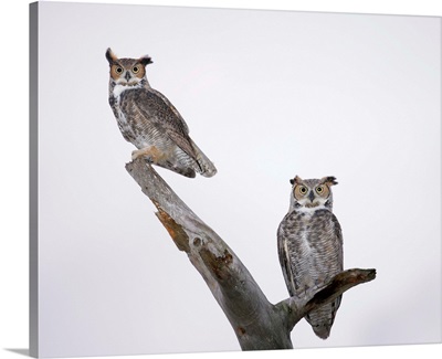 Great Horned Owls On Branch