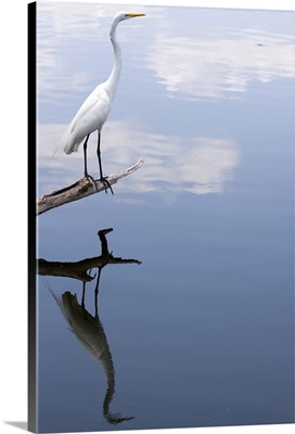 Great white egret reflection.