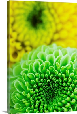 Green And Yellow Chrysanthemums