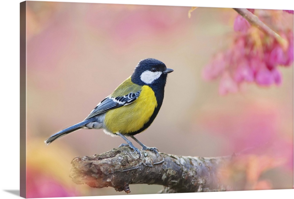 Green-backed Tit,bird,cherry blossoms,Sakura,Yellow,Flowers