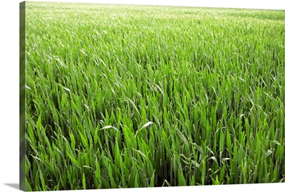 Green field of young corn