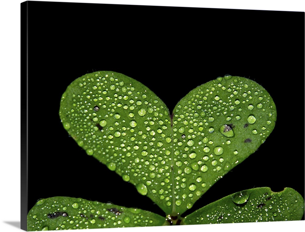 Middle clover with drops of water in the morning. A beautiful green heart.