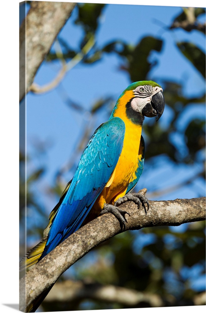 Costa Rica, Guanacaste Province, Canas, Blue and Gold Macaw (Ara ararauna) perched on tree branch