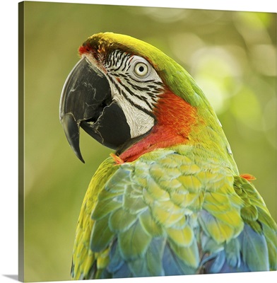 Green macaw parrot on green background.