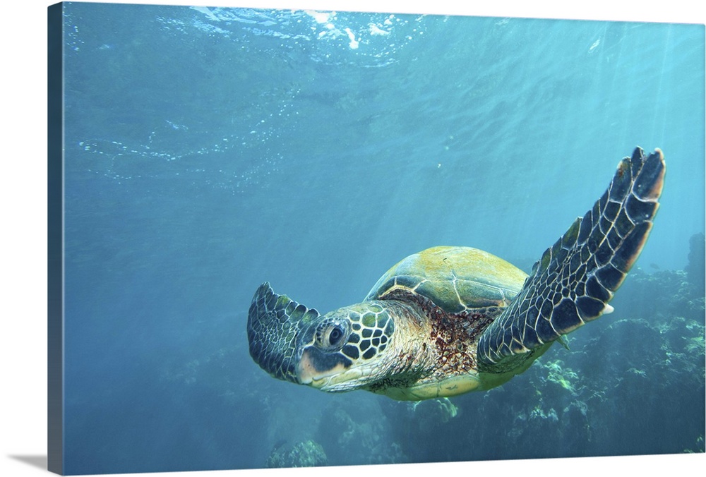 Green sea turtle flying underwater over coral reef in Maui, Hawaii.