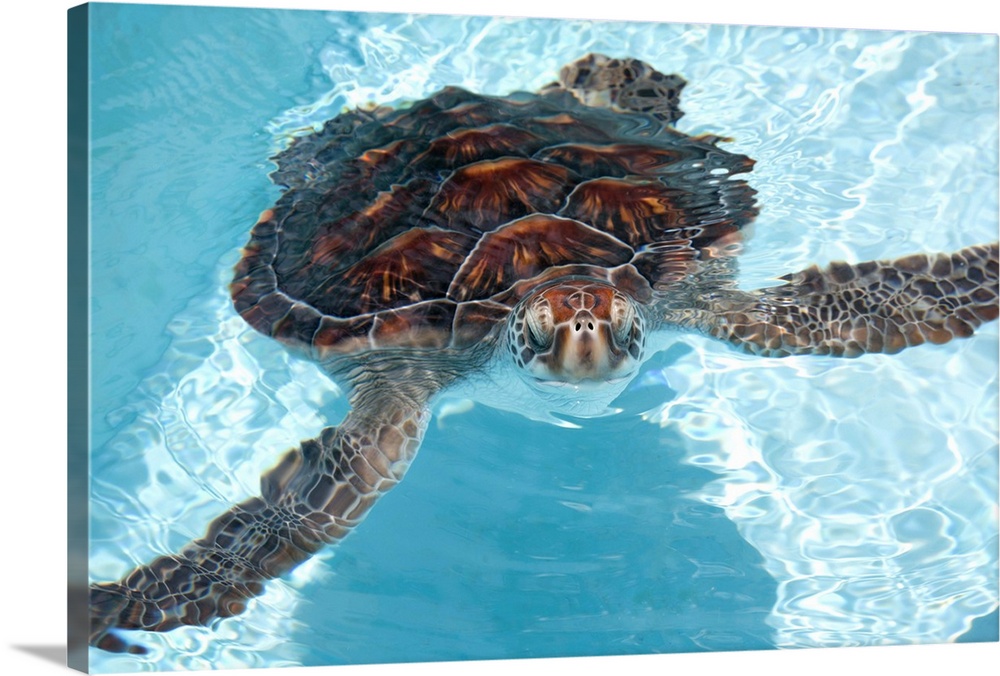 Green sea turtle of Ogasawara Islands.