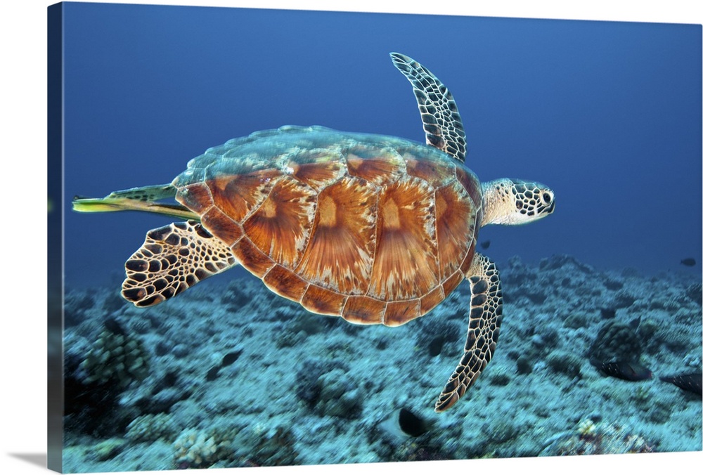 The Green sea turtle (Chelonia mydas) is a large sea turtle of the family Cheloniidae. It is the only species in the genus...