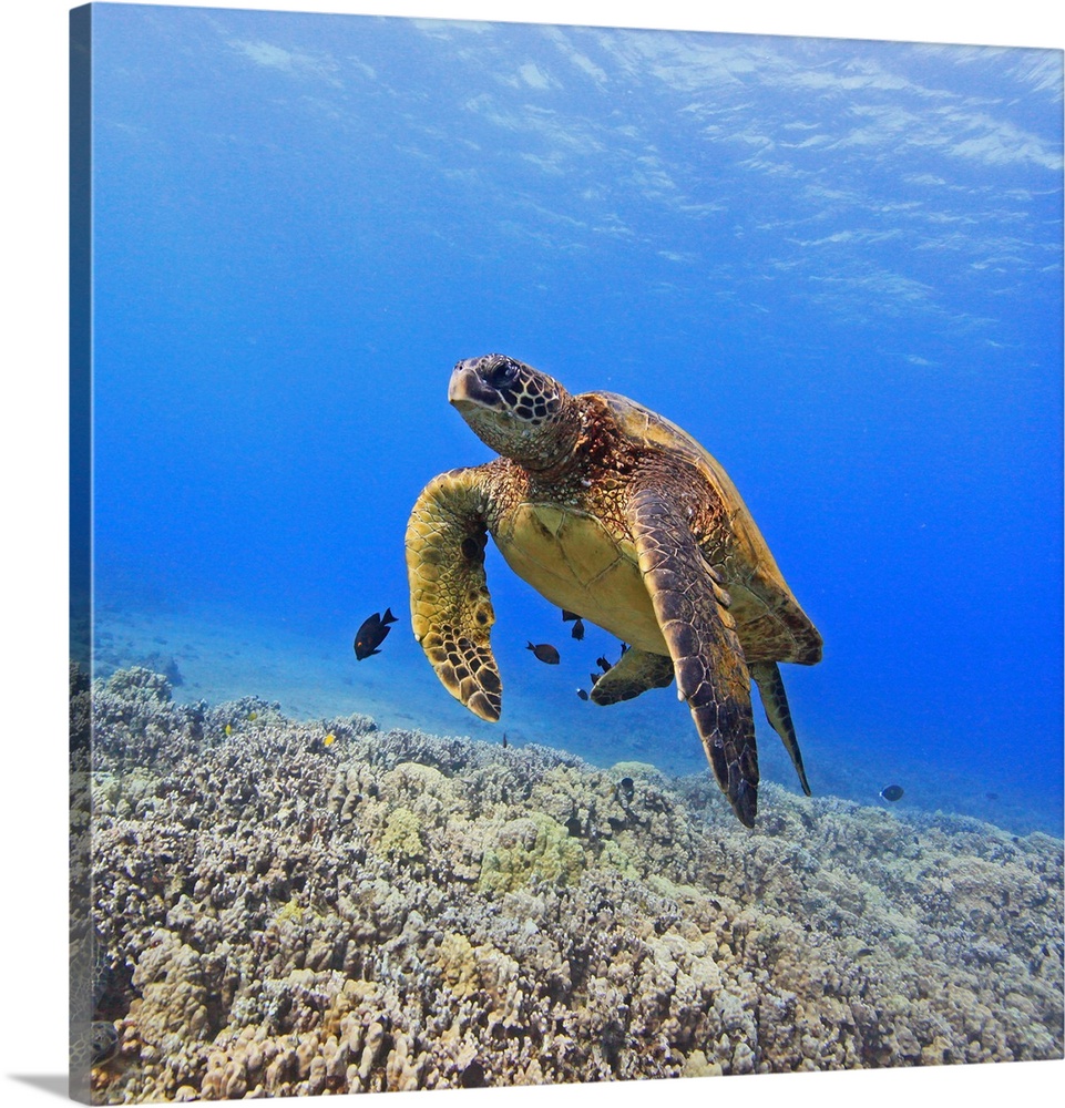 Green sea turtle floating above coral reef.