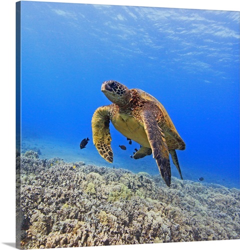 Green sea turtle floating above coral reef. | Great Big Canvas