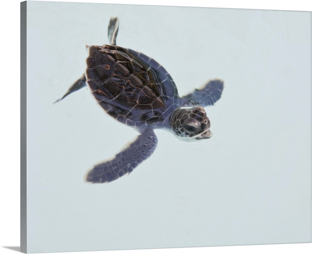 Xcaret, Mexico 2009, Green Sea Turtle hatchling in water, on white background.