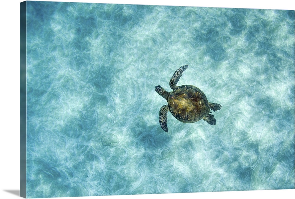 Green sea turtle in under water in Oahu, Hawaii.