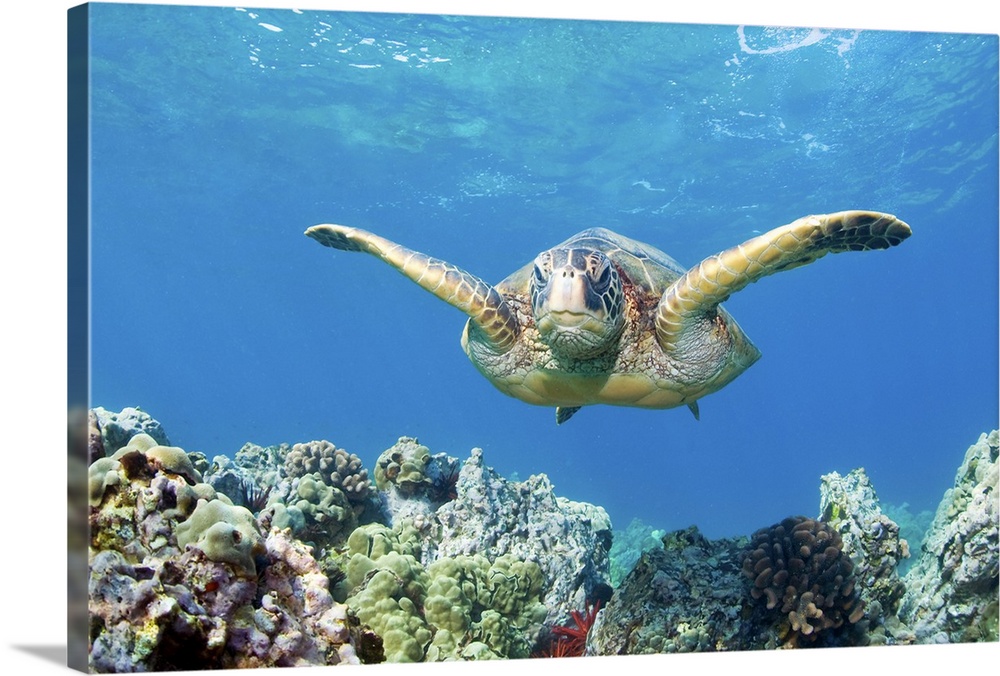 Green sea turtle swimming and coral reef underwater, Maui, Hawaii.