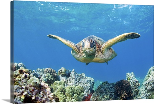 Green sea turtle swimming and coral reef underwater, Maui, Hawaii ...