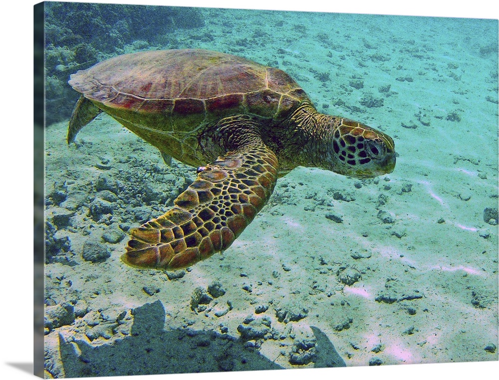 Underwater shot of a green sea turtle in Bora Bora, French Polynesia.