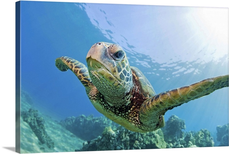 Green sea turtle swimming underwater in Hawaii. | Great Big Canvas