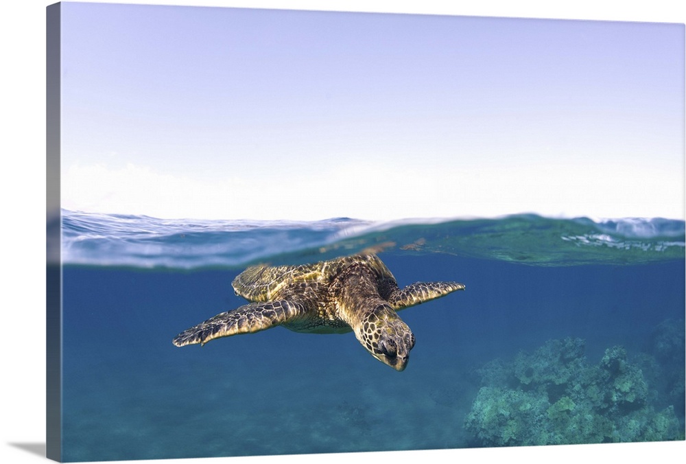Green Sea Turtle underwater above and below split view. Snorkeling in Oahu, Hawaii.