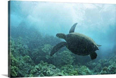 Green sea turtle with crashing waves above it, Maui, Hawaii