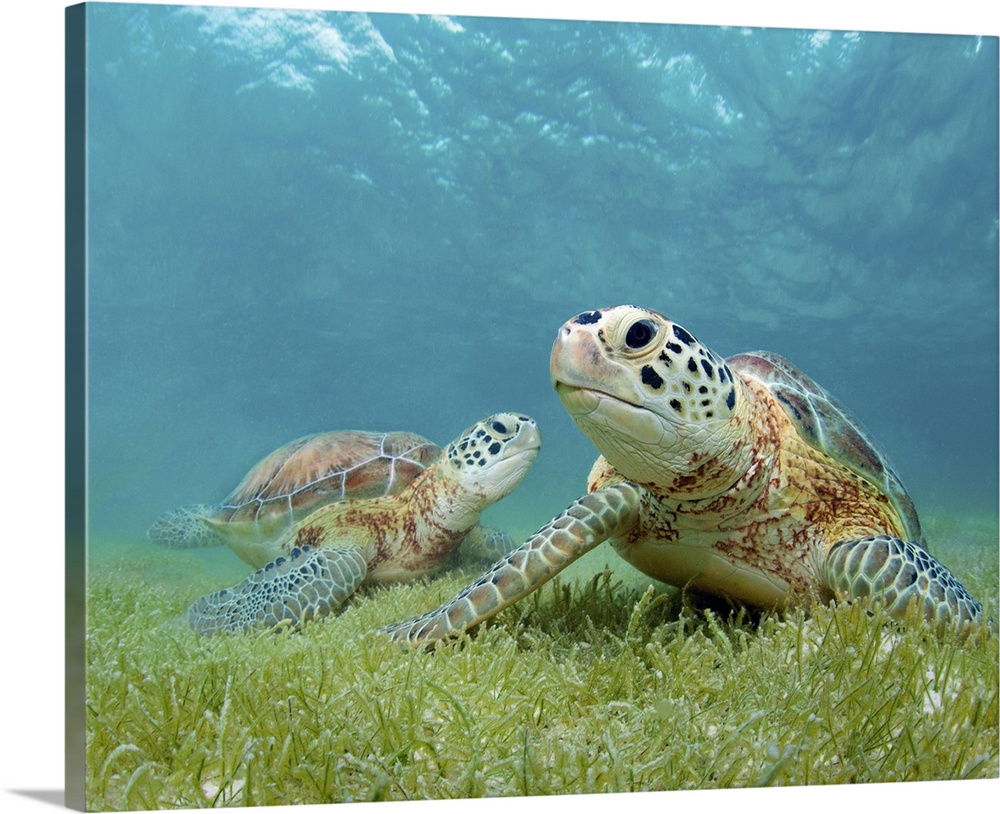 Two green sea turtle underwater with sea grass in Akumal, Yucatan, Mexico.