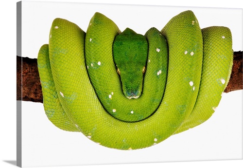 Green Tree Python | Great Big Canvas
