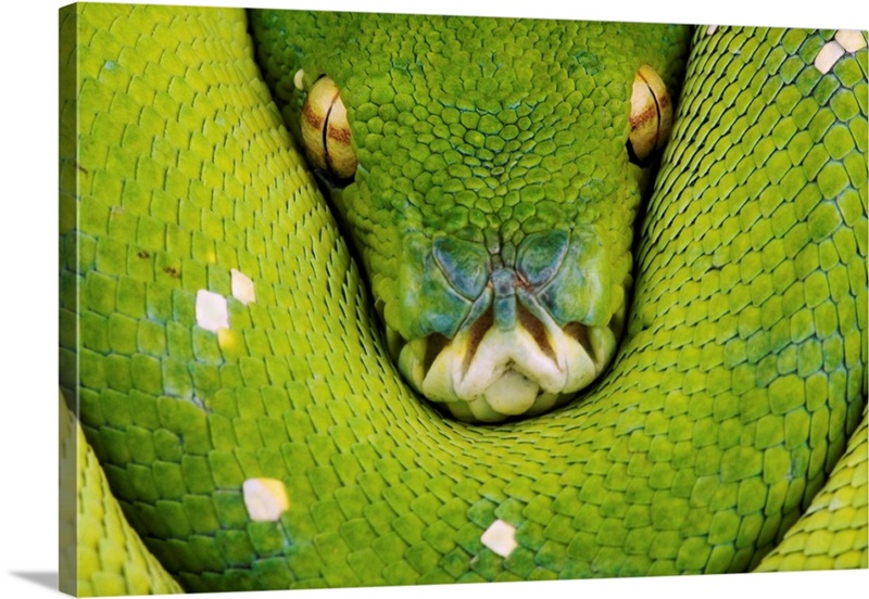 Green Tree Python | Great Big Canvas