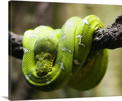 Green tree python on a branch