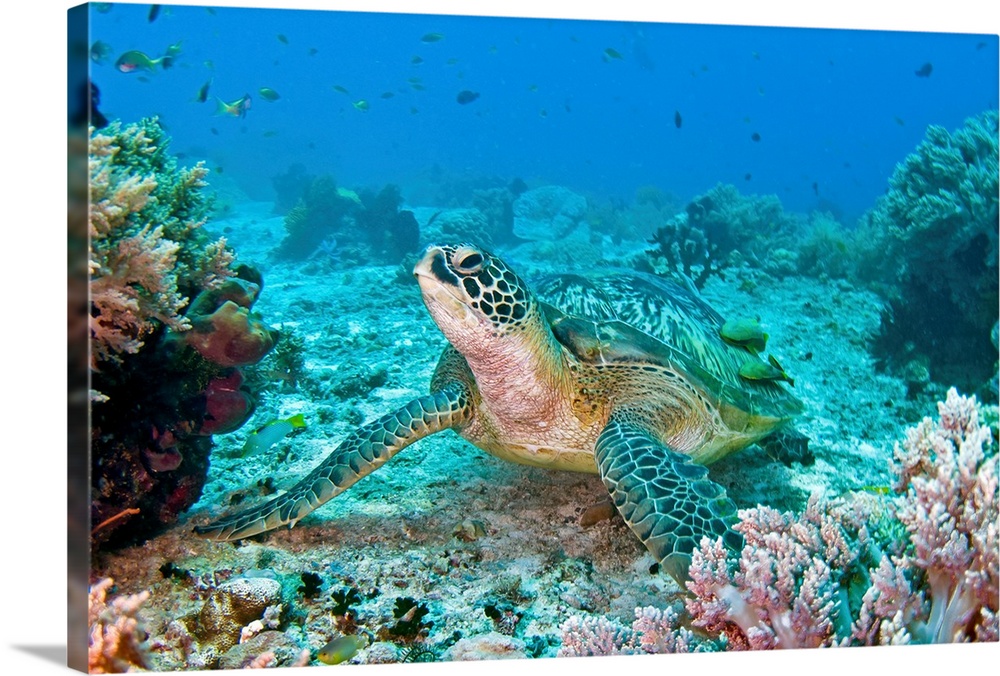 Photograph taken of a sea turtle swimming on the ocean floor. Colorful coral is pictured to the sides and in the foreground.