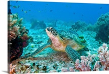 Turtle Wall Art & Canvas Prints | Turtle Panoramic Photos, Posters ...