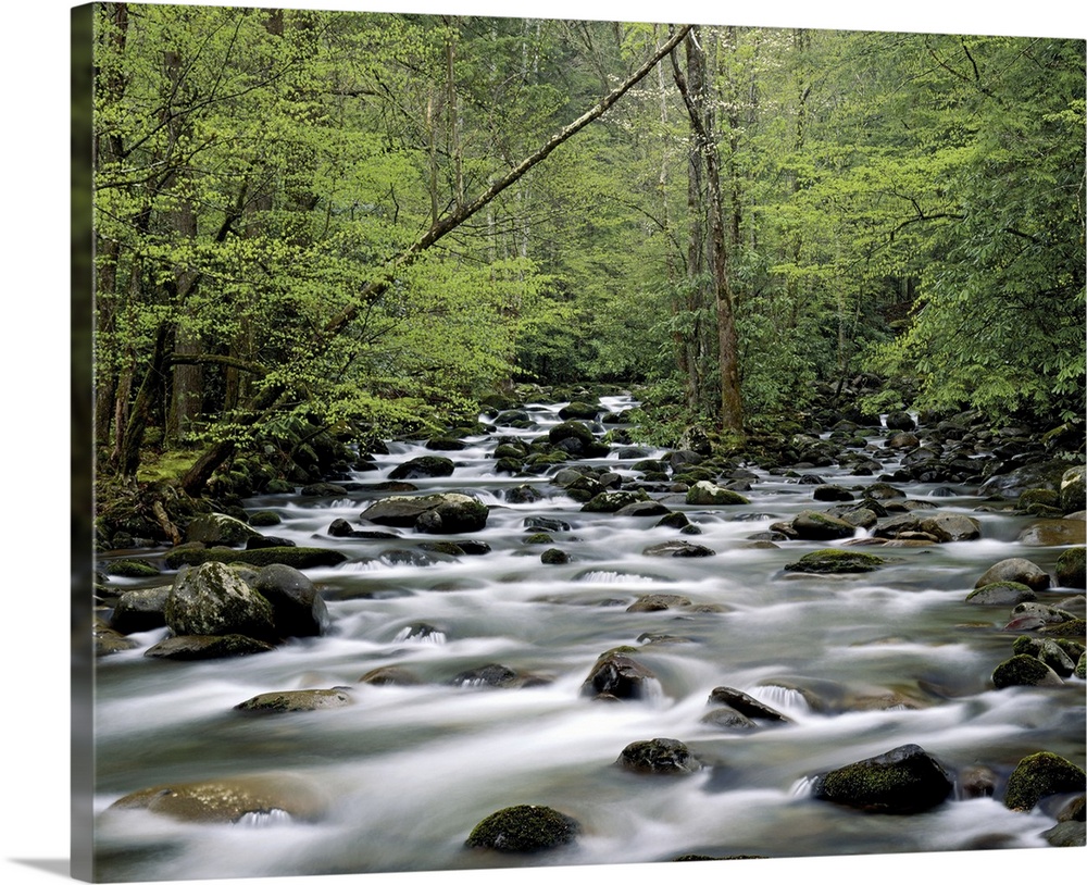 Greenbrier area area, Great Smoky Mountains National Park, Tennessee, USA, April 2005, morning. (long exposure)