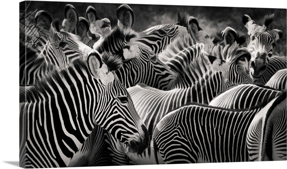 Panoramic close up of the patterns of stripes and markings of a herd of zebra in black and white in Samburu, Kenya in summer.