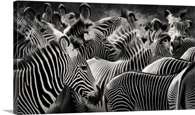 Grevy Zebras In Black And White In Samburu, Kenya