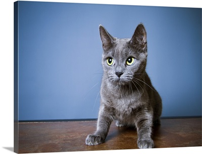 Grey kitten with big blue eyes