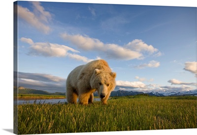 Grizzly Bear Eating Sedge Grass In Meadow At Hallo Bay