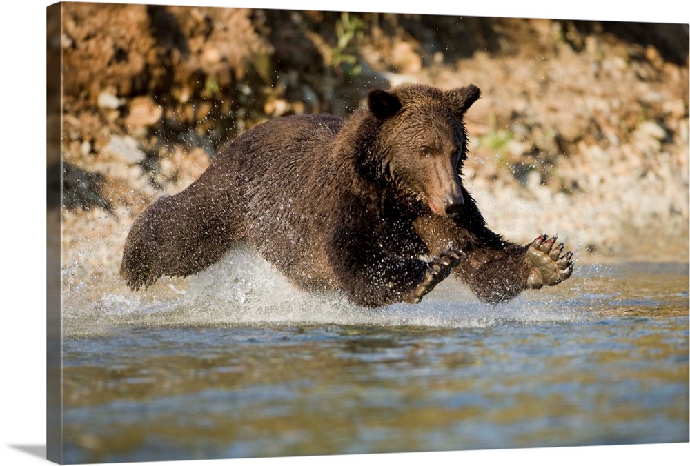 Grizzly Bear Hunting Spawning Salmon In River At Kinak Bay