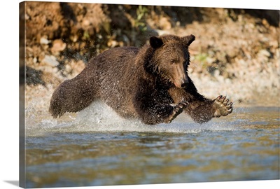 Grizzly Bear Hunting Spawning Salmon In River At Kinak Bay