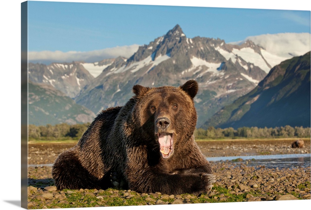 USA, Alaska, Katmai National Park, Grizzly Bear (Ursus arctos) yawns while resting on tidal flats beneath coastal mountain...