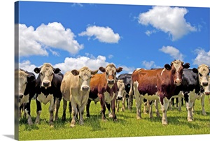 Group of cows, New Zealand, North Island, Auckland image thumbnail