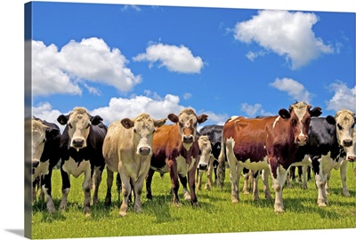 Group of cows, New Zealand, North Island, Auckland
