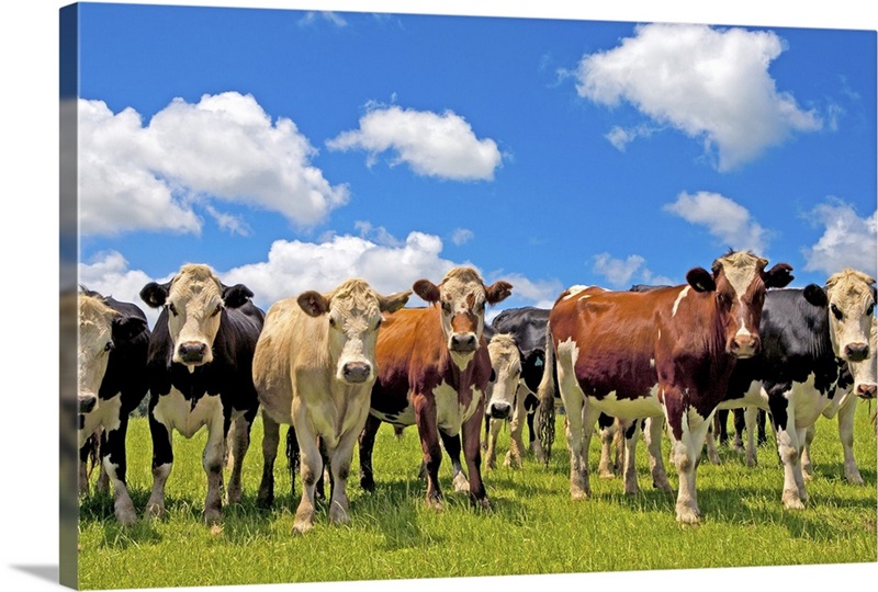 Group of cows, New Zealand, North Island, Auckland Great Big Canvas