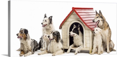 Group of dogs around a kennel