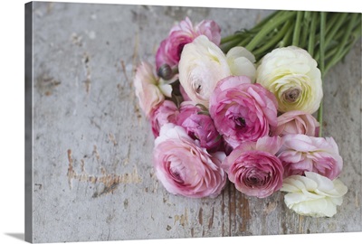 Group of pastel colored ranunculus lying on aged painted wood.