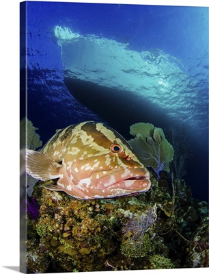 Grouper near the coral reef, Little Cayman Island