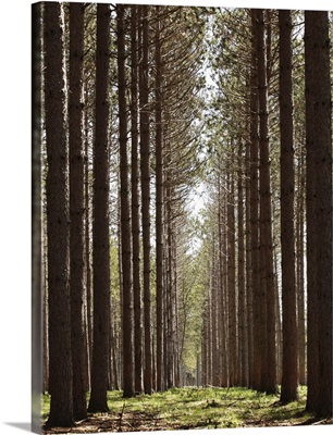 Grove of tall pine trees