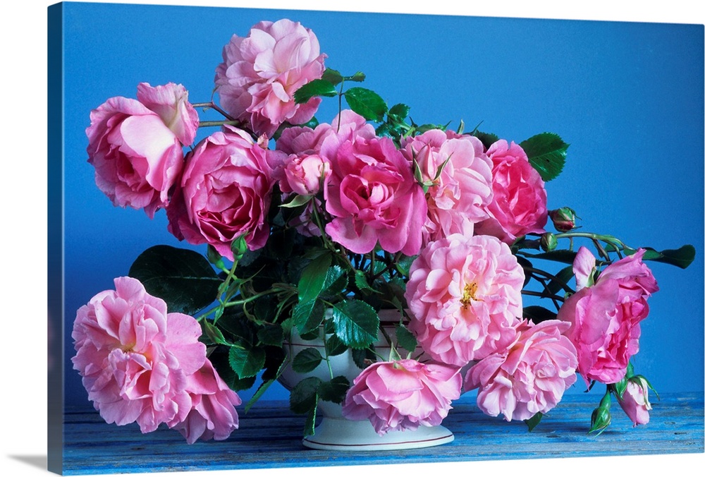 Grussan Achen Felicia And Centenaire De Lourdes Roses