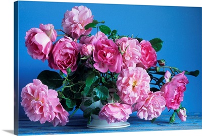 Grussan Achen Felicia And Centenaire De Lourdes Roses