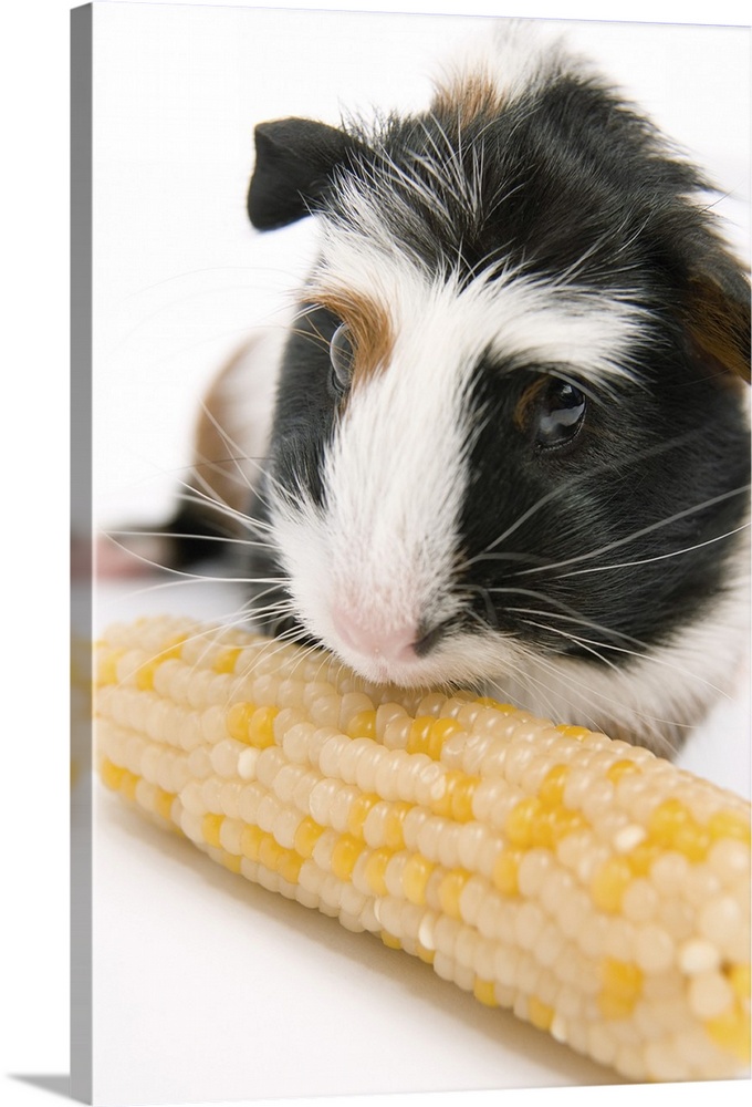 Corn on the 2024 cob guinea pigs