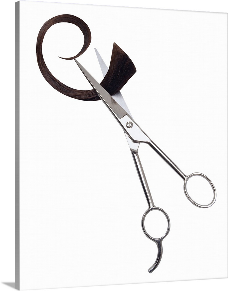 Portrait photograph on a big canvas of a pair of hairdressing scissors, slightly open as they clench a curled chunk of hai...