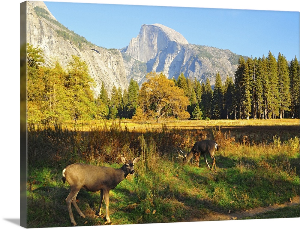 Landscape photograph on a large canvas of two deer grazing in a clearing at Yosemite National Park, Half Dome towering in ...