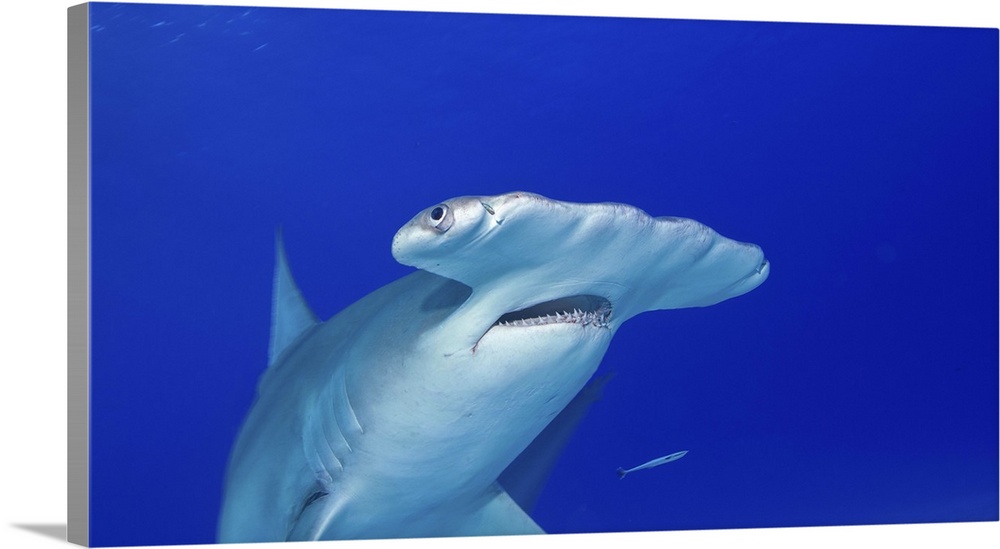 Great Hammerhead sharks (Sphyrna mokarran) are found in shallow water near the coast of Bimini, Bahamas.