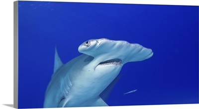 Hammerhead Shark near the Bahamas